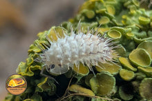 Laureola Ivory Spiky Isopod