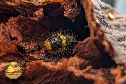 Laureola Lemon Spiky Isopod