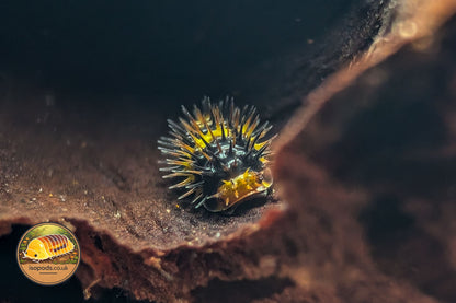 Laureola Lemon Spiky Isopod
