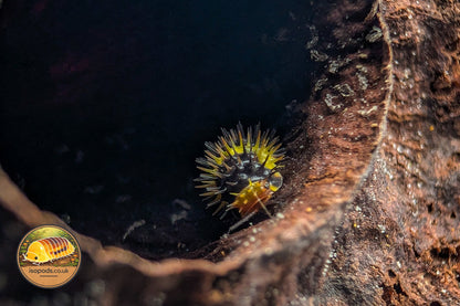 Laureola Lemon Spiky Isopod