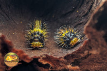 Laureola Lemon Spiky Isopod