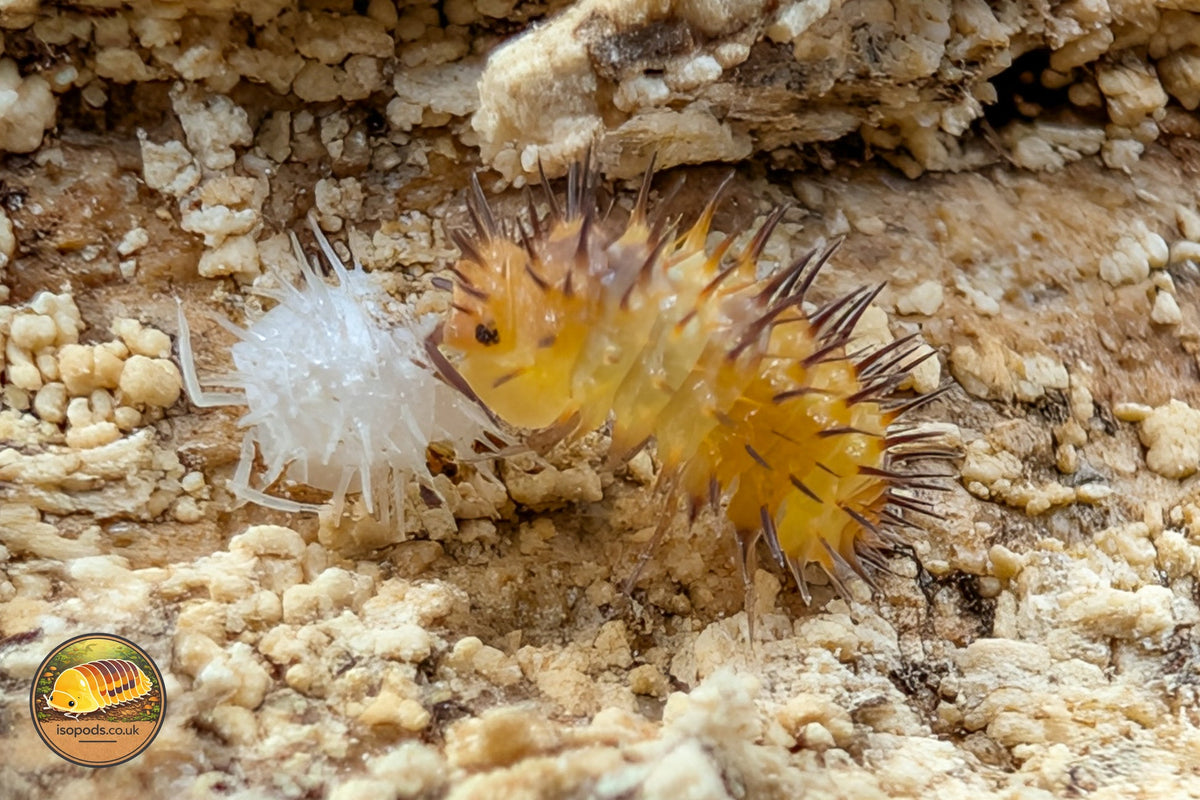 Picture of Laureola Magma Spiky