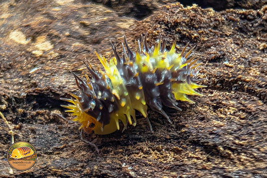 Laureola "Lemon Spiky" Isopods