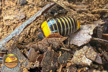 Bomba Ducky Pill Millipede (Hyleoglomeris cf. bomba)