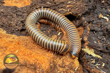 Bumblebee Millipede (Anadenobolus monilicornis)