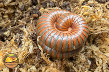 Burmese Beauty Millipede (Spirostreptus sp.)