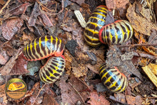 Carnifex Pill Millipede (Rhopalomeris carnifex)