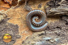 Khao Sok Glow Millipede (Benoitolus sp. 'Khao Sok')