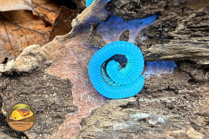 Khao Sok Glow Millipede (Benoitolus sp. 'Khao Sok')