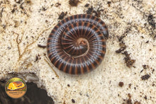 Leptogoniulus sorornus Millipede