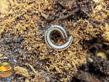 Hawaiian Glow Millipede (Spirobolellus sp. Maui)