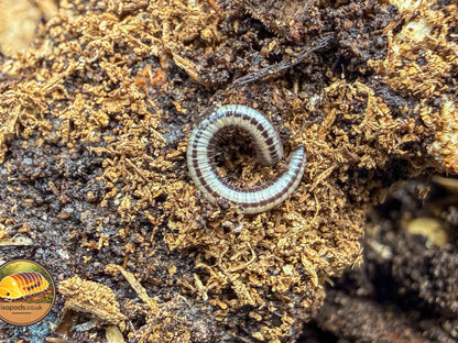 Hawaiian Glow Millipede (Spirobolellus sp. Maui)