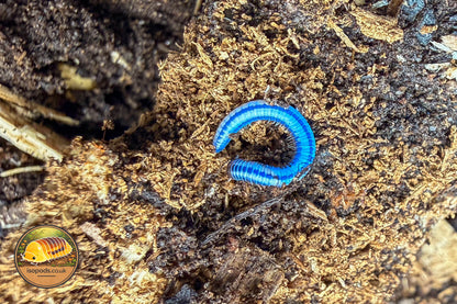 Hawaiian Glow Millipede (Spirobolellus sp. Maui)