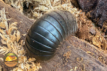 Khon Kaen Green Giant Pill Millipede (Zephronia phrain)