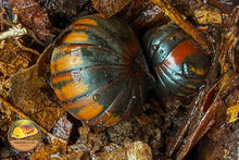 Siam Giant Pill Millipede (Zephronia siamensis)