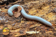 Ghana Speckled Leg Millipede (Telodeinopus aoutii)