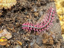 Pink Dragon Millipede (Desmoxytes planata)