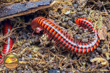 Spotted Fire Millipede (Centrobolus splendidus)