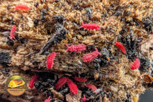Naenuridae sp Super Red springtails