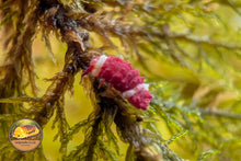 Neanuridae sp Santa Claus Redfoot springtails