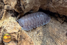 Nesodillo archangeli "Purple Ghost" Isopod