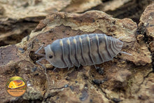 Nesodillo archangeli (Electric Blue) Isopod