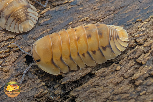 Nesodillo Archangeli "Yellow Tiger" Isopods