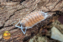 Nickelsiella Orange Blaze Isopod