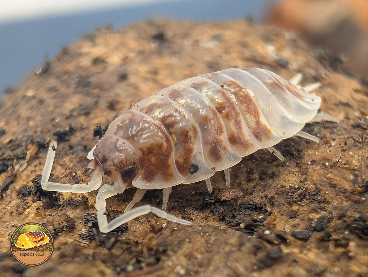 Picture of Oniscus Asellus Mardigras Orange