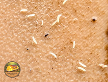 Onychiurinae sp Philippine White springtails