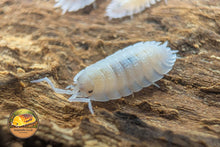 Porcellio baeticensis "Violets" Isopod