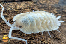 Picture of Porcellio Bolivari Perico