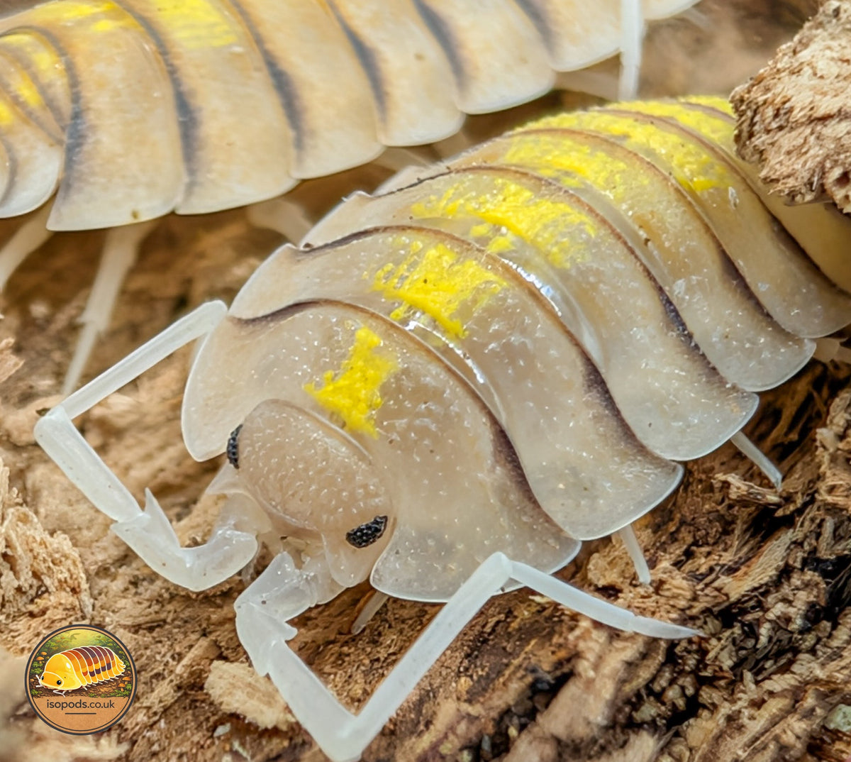 Picture of Porcellio Bolivari Yellow Ghost