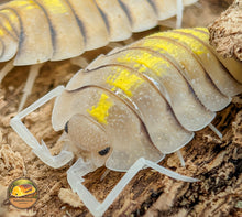 Picture of Porcellio Bolivari Yellow Ghost