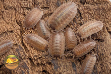 Porcellio despaxi Isopod