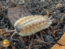 Picture of Porcellio Despaxi