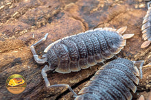 Porcellio echinatus “Red Edge” Isopod