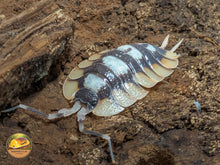 Picture of Porcellio Expansus Orange Tortosa