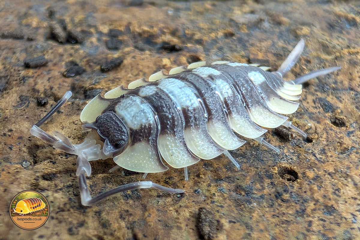 Picture of Porcellio Expansus Prades