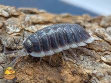Picture of Porcellio Flavomarginatus