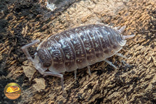 Picture of Porcellio Haasi Dark Form