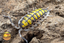 Porcellio Haasi High Yellow Isopod