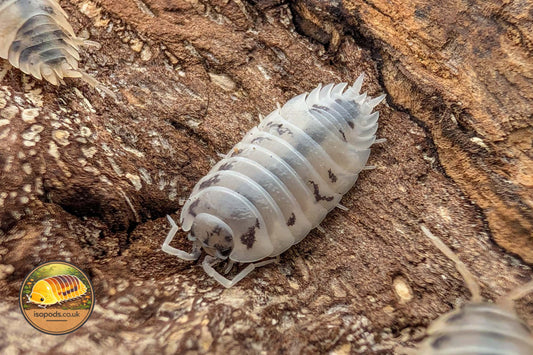 Porcellio laevis "Dairy Cow" Isopod