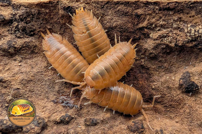 Porcellio laevis Giant Orange Isopod