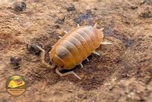 Porcellio laevis Giant Orange Isopod