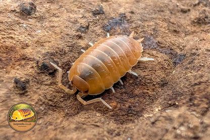 Porcellio laevis Giant Orange Isopod