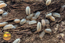 Porcellio laevis Crystal White Isopod