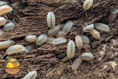 Porcellio laevis Crystal White Isopod