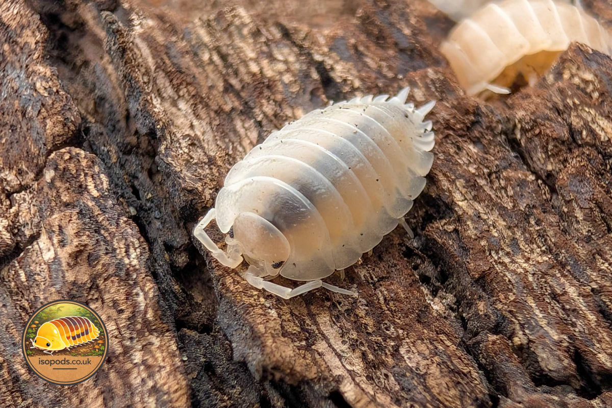 Porcellio laevis Crystal White Isopod