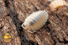 Porcellio laevis Crystal White Isopod